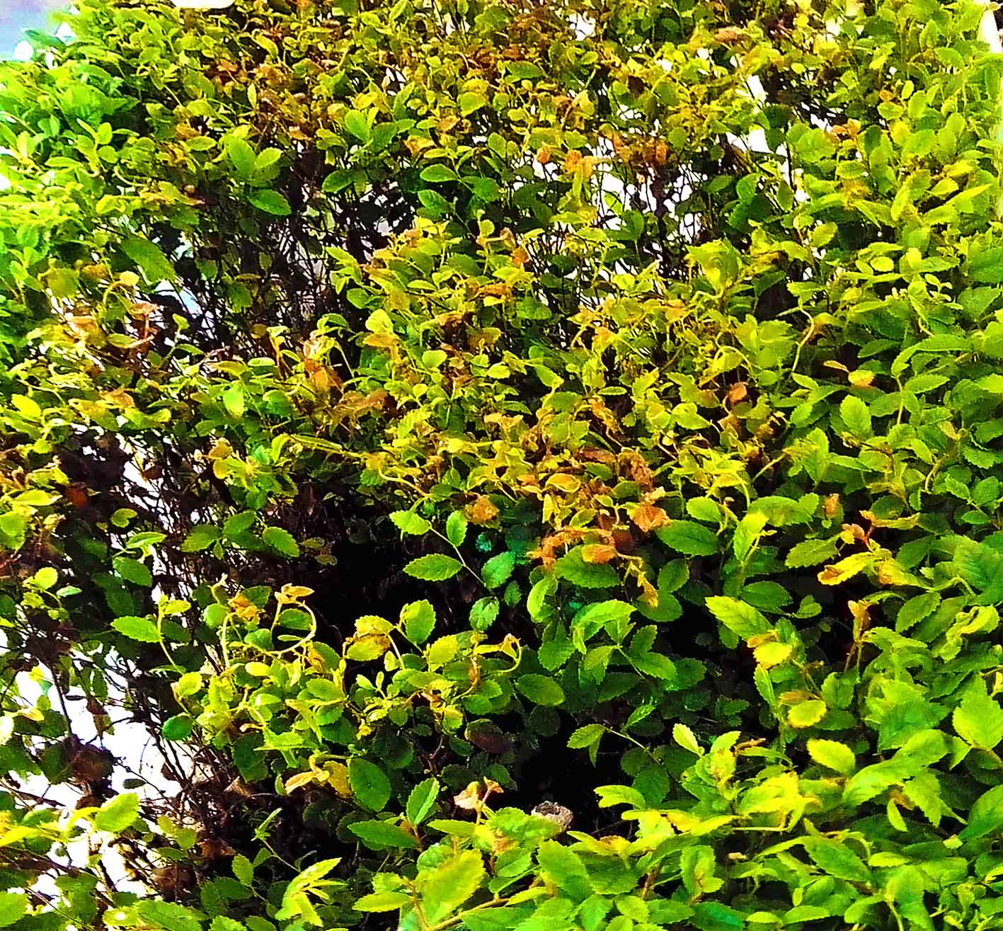 Miniature Forest Farm Austin Texas Breaking News